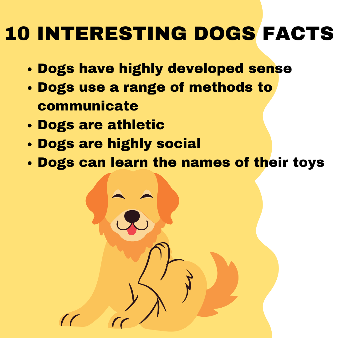 What are 10 interesting facts about dogs?